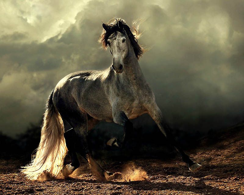 1171 Сказочная красота   арабские и андалузские лошади