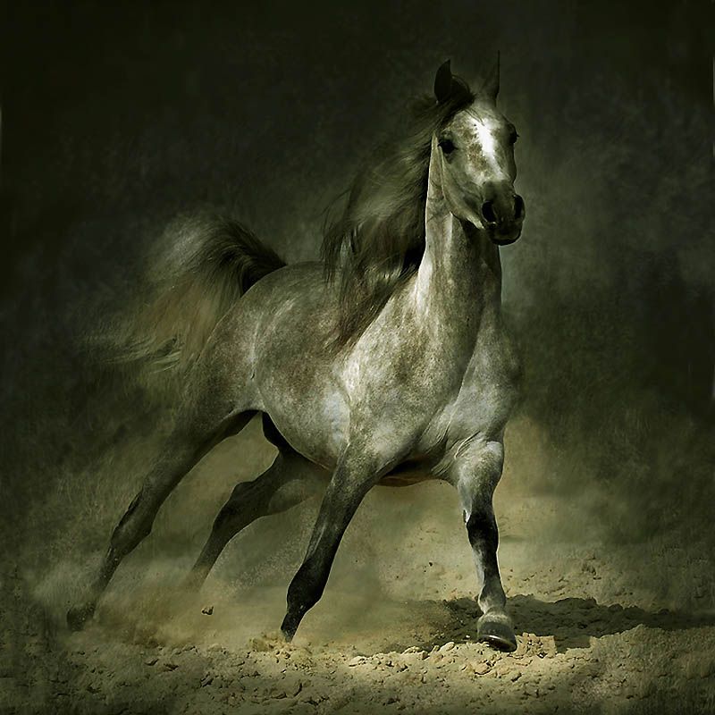 1540 Сказочная красота   арабские и андалузские лошади