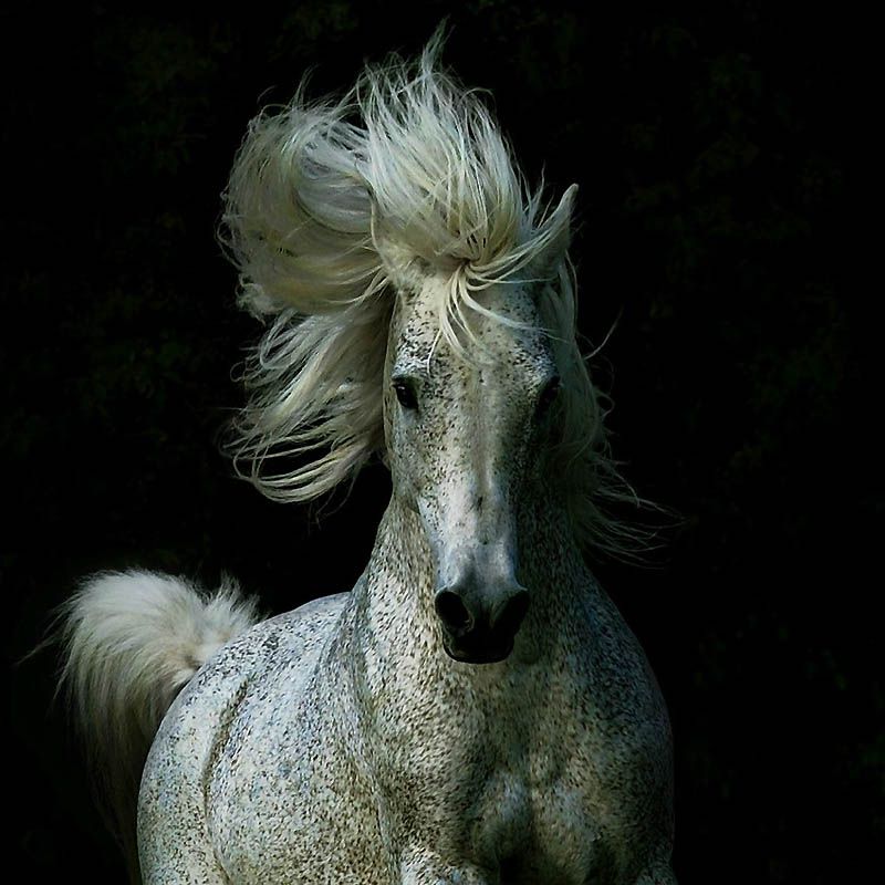 2427 Сказочная красота   арабские и андалузские лошади