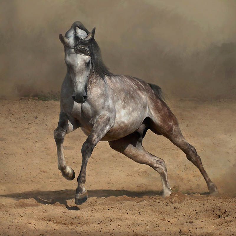 2922 Сказочная красота   арабские и андалузские лошади