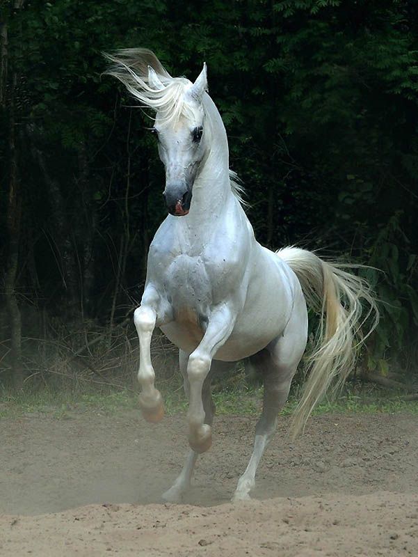 3021 Сказочная красота   арабские и андалузские лошади