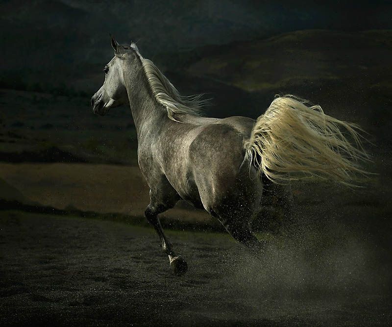 3516 Сказочная красота   арабские и андалузские лошади