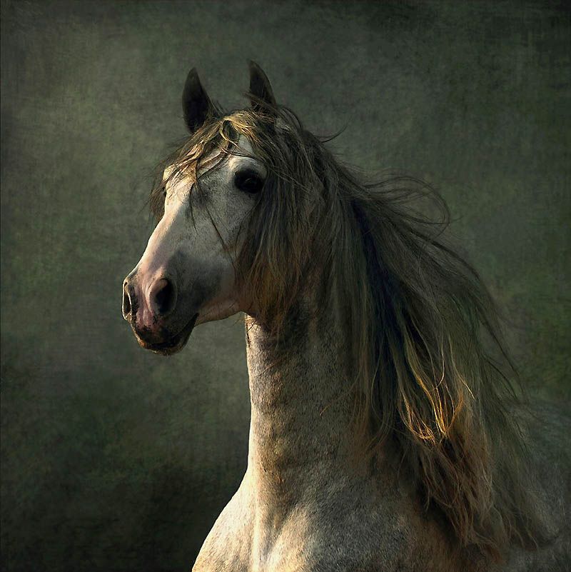 580 Сказочная красота   арабские и андалузские лошади