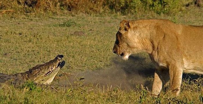 Львицы против аллигатора (9 фото)