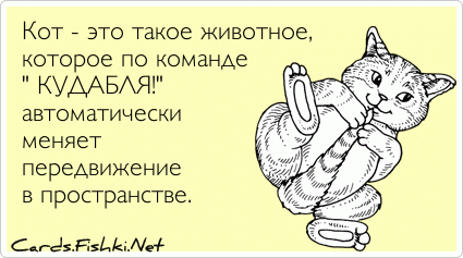 Парень назвал котиком. Как зовут твоего кота. Кот Хулимяу. Как зовут. Как зовут вашего кота.