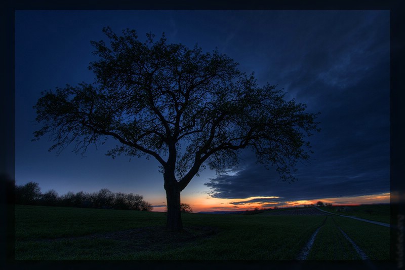 Around the tree