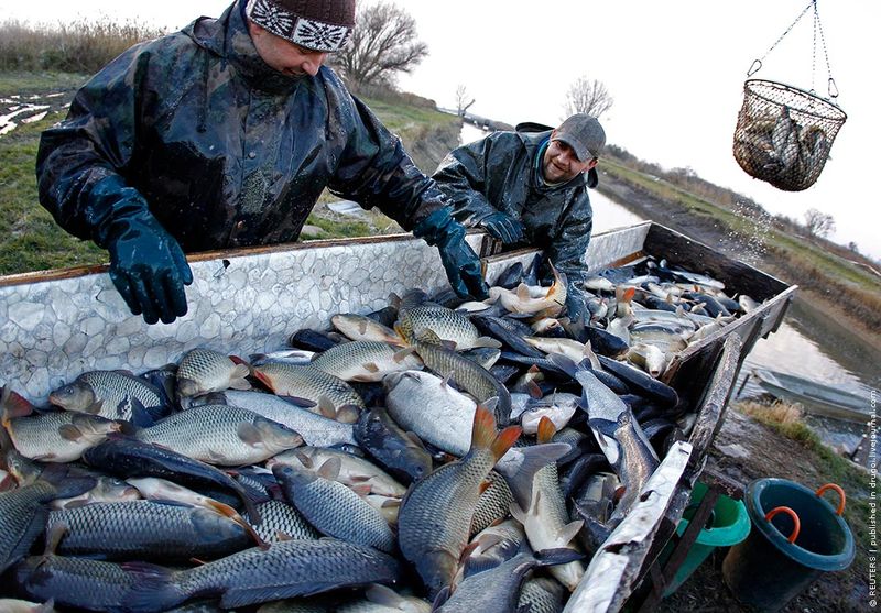 Венгерские рыбаки с очередным уловом в самом большом в Европе комплексе по разведению рыбы в национальном парке Хортобадь.