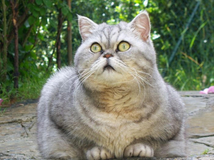 Новая звезда интерента - толстая кошка Джули (19 фото)