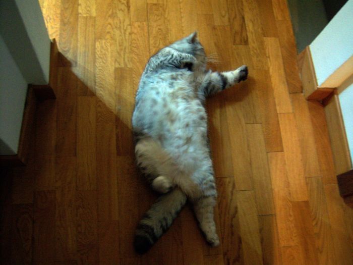 Новая звезда интерента - толстая кошка Джули (19 фото)