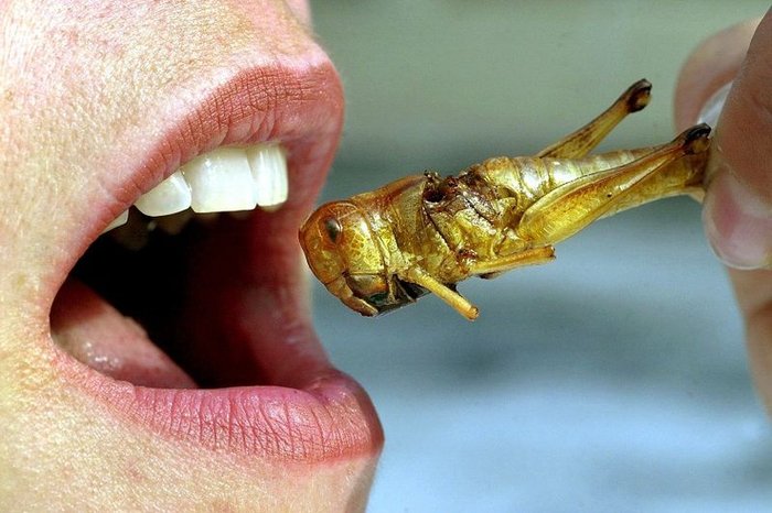 Употребление насекомых в пищу (11 фото + текст)