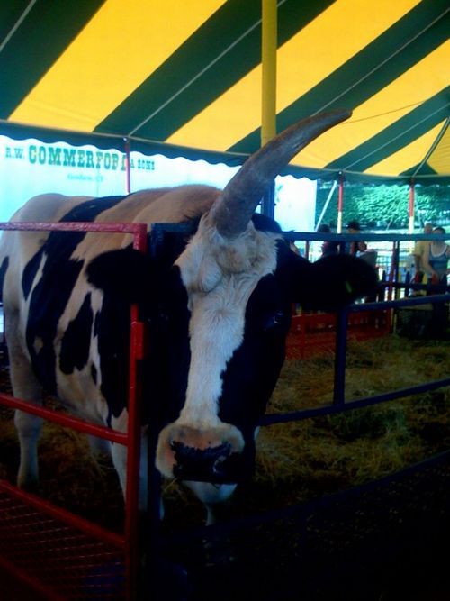Корова-единорог (6 фото)
