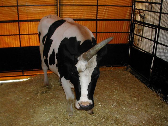 Корова-единорог (6 фото)