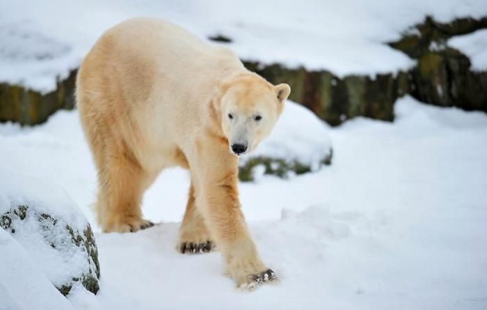 Белый медведь Кнут отметил четырехлетие (7 фото)