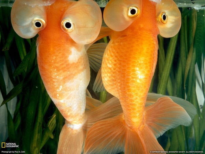 Золотые рыбки (20 фото)
