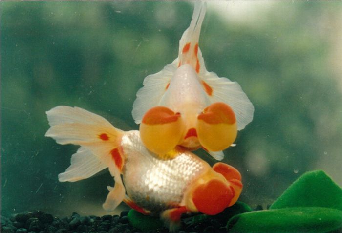 Золотые рыбки (20 фото)