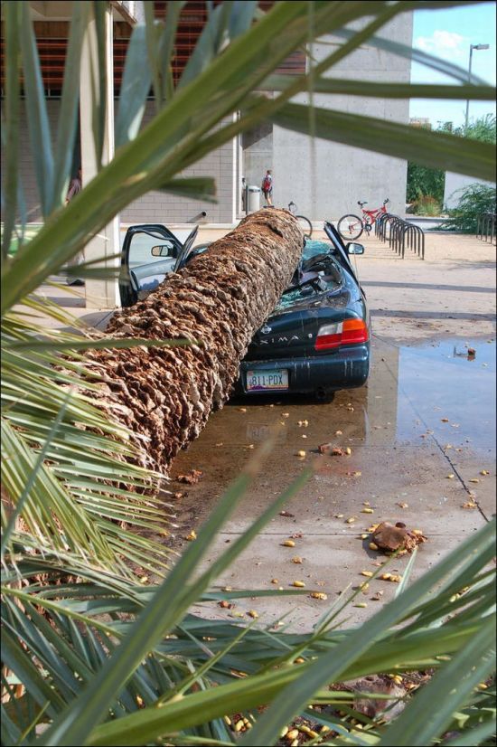 Автомобиль придавило пальмой (4 фото)