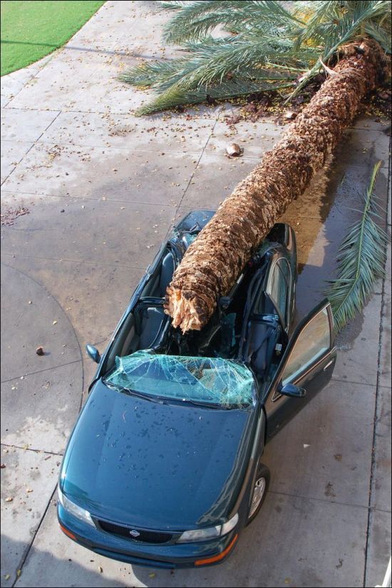 Автомобиль придавило пальмой (4 фото)