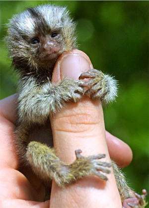 Малюсенькие обезьянки (16 фото)