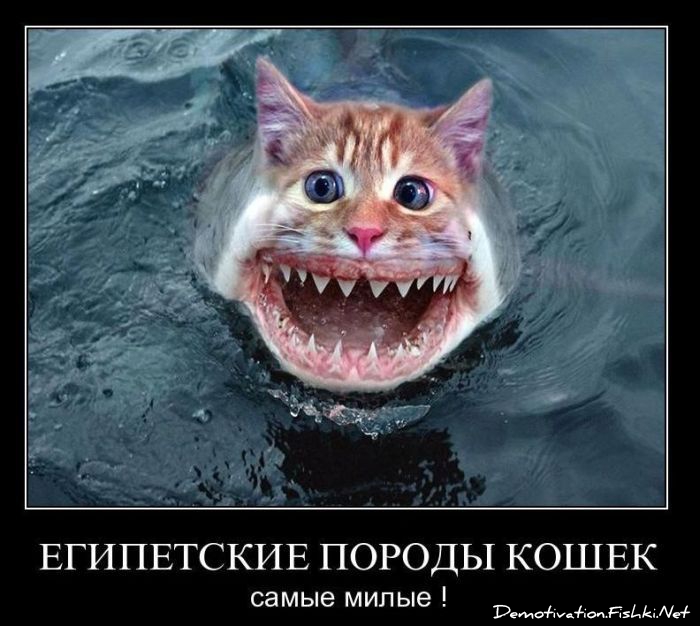 http://ru.fishki.net/picsw/122010/17/post/demotivator/demotivator074.jpg
