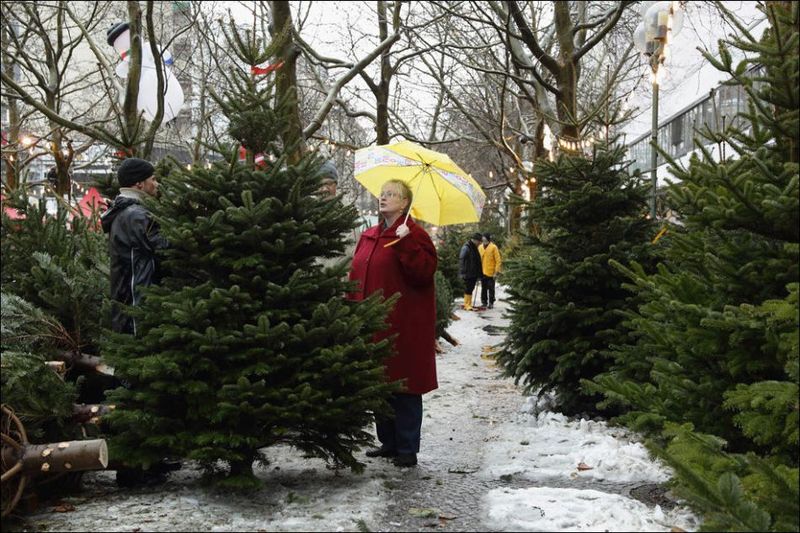 Рождественские елки с фермы Mellensee около Берлина (27 фото)