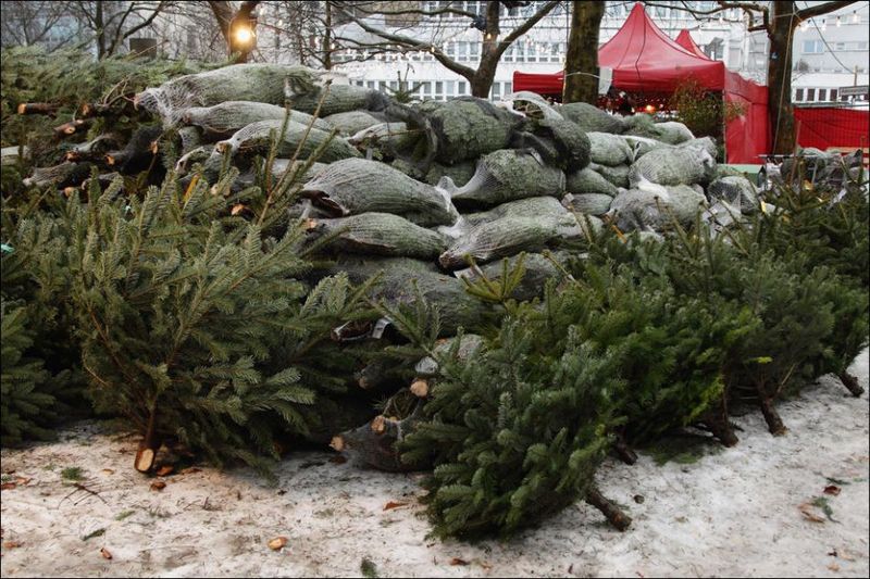 Рождественские елки с фермы Mellensee около Берлина (27 фото)