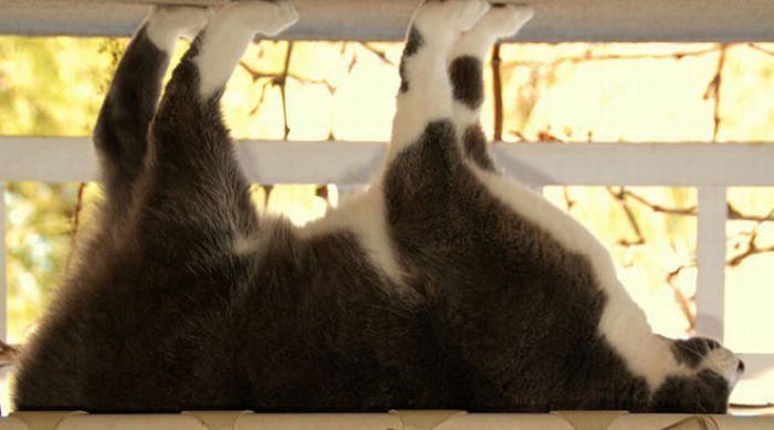 Коты в интересных позах (49 фото)