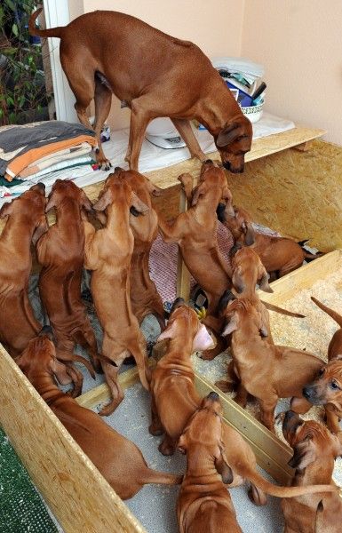 В Германии собака родила 17 щенков (6 фото + видео)