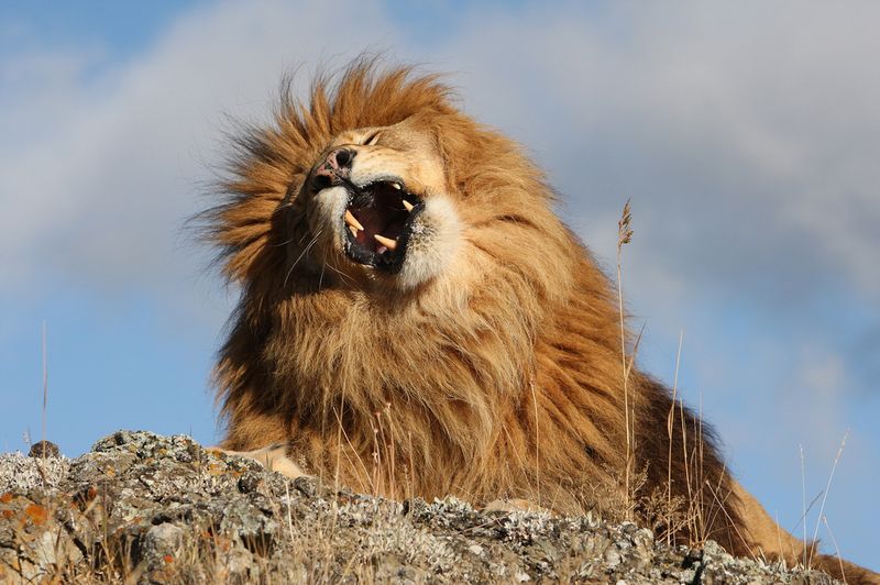 Царь зверей том 2. Царь зверей 2. Фото Король животных. Королевский зверь в Ульяновске.