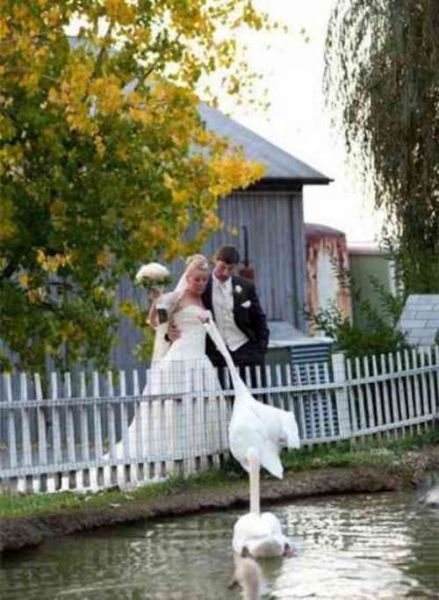 Прикольные свадебные фотографии (29 фото)