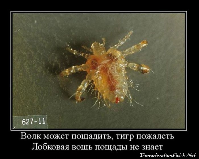 http://ru.fishki.net/picsw/122010/29/post/demotivator/demotivator027.jpg