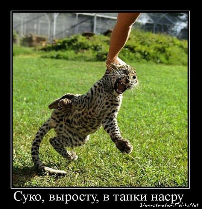 http://ru.fishki.net/picsw/122010/29/post/demotivator/demotivator120.jpg