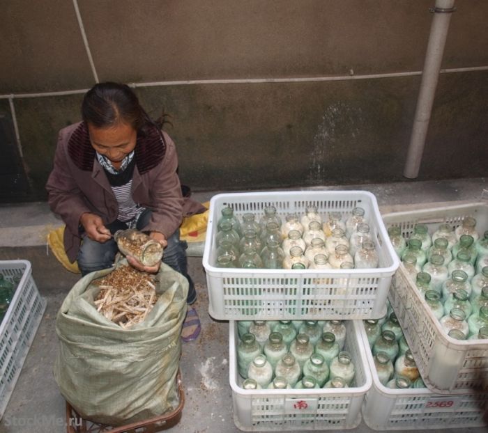 Выращивание китайских грибов (13 фото)