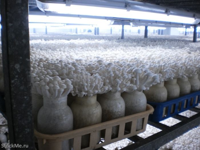Выращивание китайских грибов (13 фото)