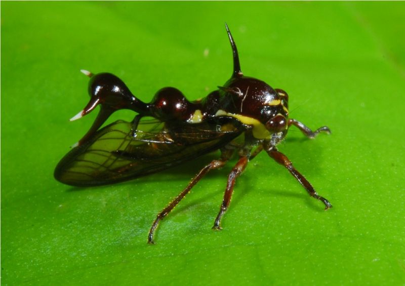 Самое уродливое насекомое на Земле (26 фото)