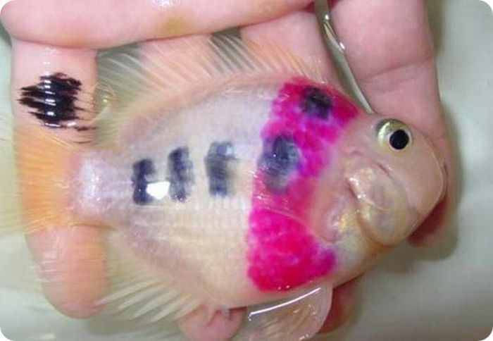 Татуированные рыбы (11 фото)