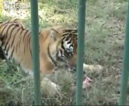 Нападение тигра