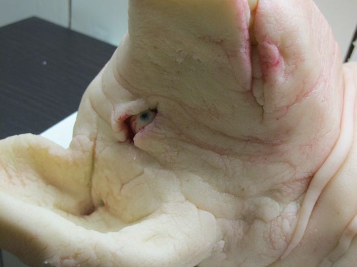 Злая свинья из марципана (24 фото)
